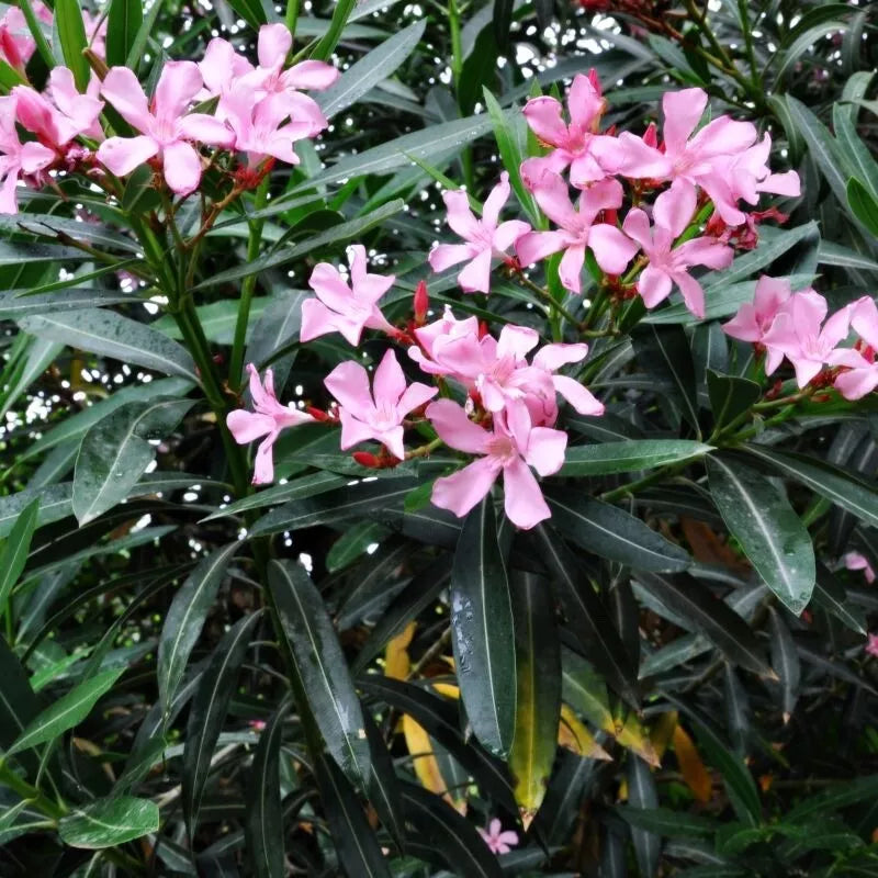 Oleander Cuttings for Rooting (8) - Red, Pink, or Mixed - Nerium oleander - 2025 Season