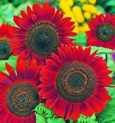 Red Sunflower Seeds for Planting, Helianthus annuus, Non-GMO, Bright Red Blooms, Garden Flowers, 20 Count