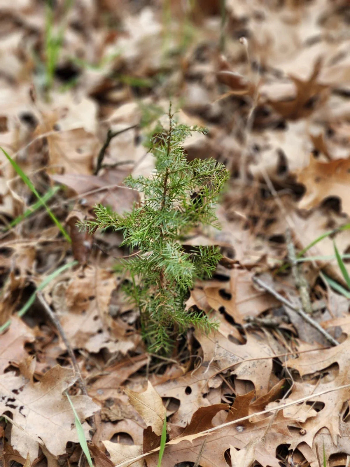 Eastern Red Cedar Seedlings - Bare Root Juniperus Virginiana - 5-8 Inches - Native Landscaping Trees