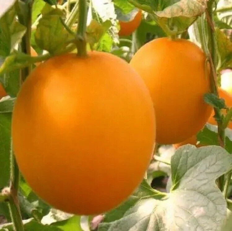 Organic Red Melon Seeds - Heirloom Citrullus lanatus for Home Gardening, Juicy Fruit, Vining, 20 Pack