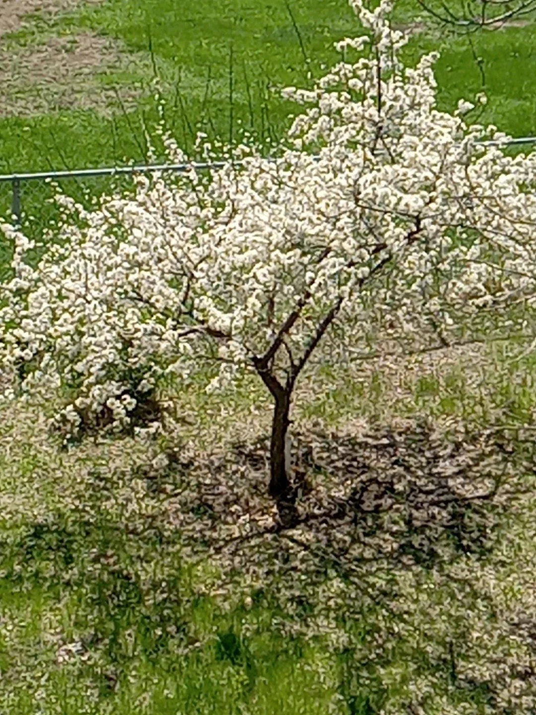 Live Small Dwarf Plum Tree in 3-Gallon Pot, Prunus domestica, Perfect for Small Gardens & Patios, Hardy Zones 2-9