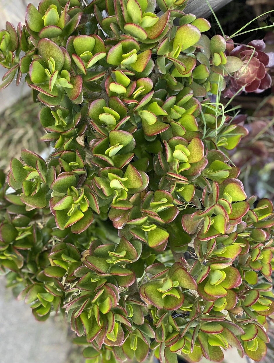 Jade Plant Cuttings 5 Pack 3-5" Crassula ovata Succulent Indoor Plant