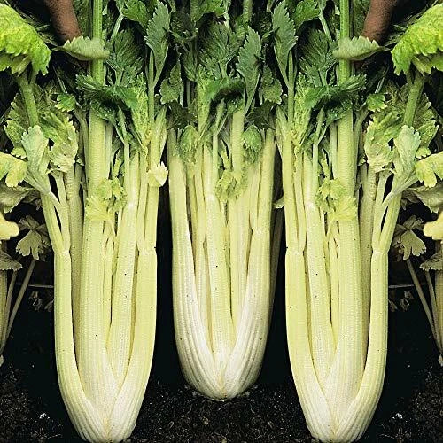 Golden Pascal Celery Seeds - Heirloom Non-GMO Organic Apium graveolens Packet of 1150 Seeds