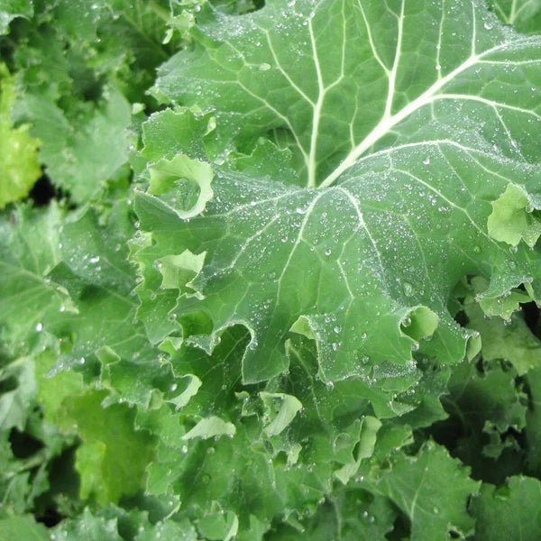 Siberian Kale Seeds, Brassica oleracea var. sabellica, Heirloom, Non-GMO, Cold Tolerant, High Yield, 100 Seeds