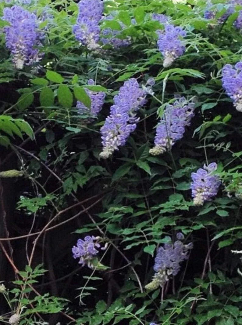 Bonsai Tree Seeds 10 Pack - Chinese Wisteria Wisteria sinensis Flowering Plant for Bonsai and Garden