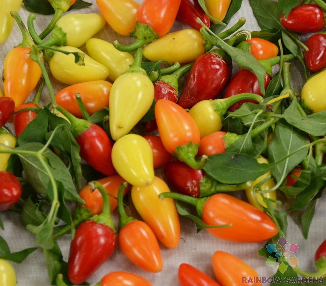 Cascabella Hot Pepper Seeds - 25+ Non-GMO Capsicum annuum for Garden, Container, USA, Medium Heat, Free Shipping