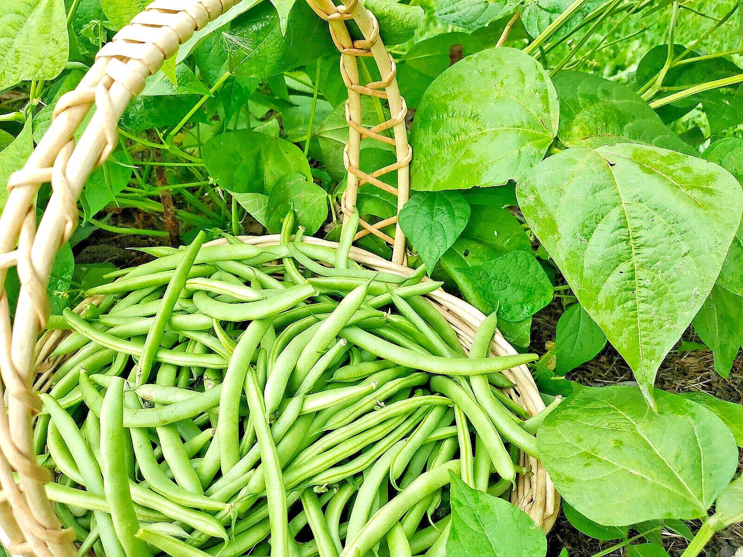 Green Bean Seeds Bulk – Jade Bush Bean, Non-GMO, Phaseolus vulgaris, 100 Seeds for Home Garden, Fast-Growing, USA Seller