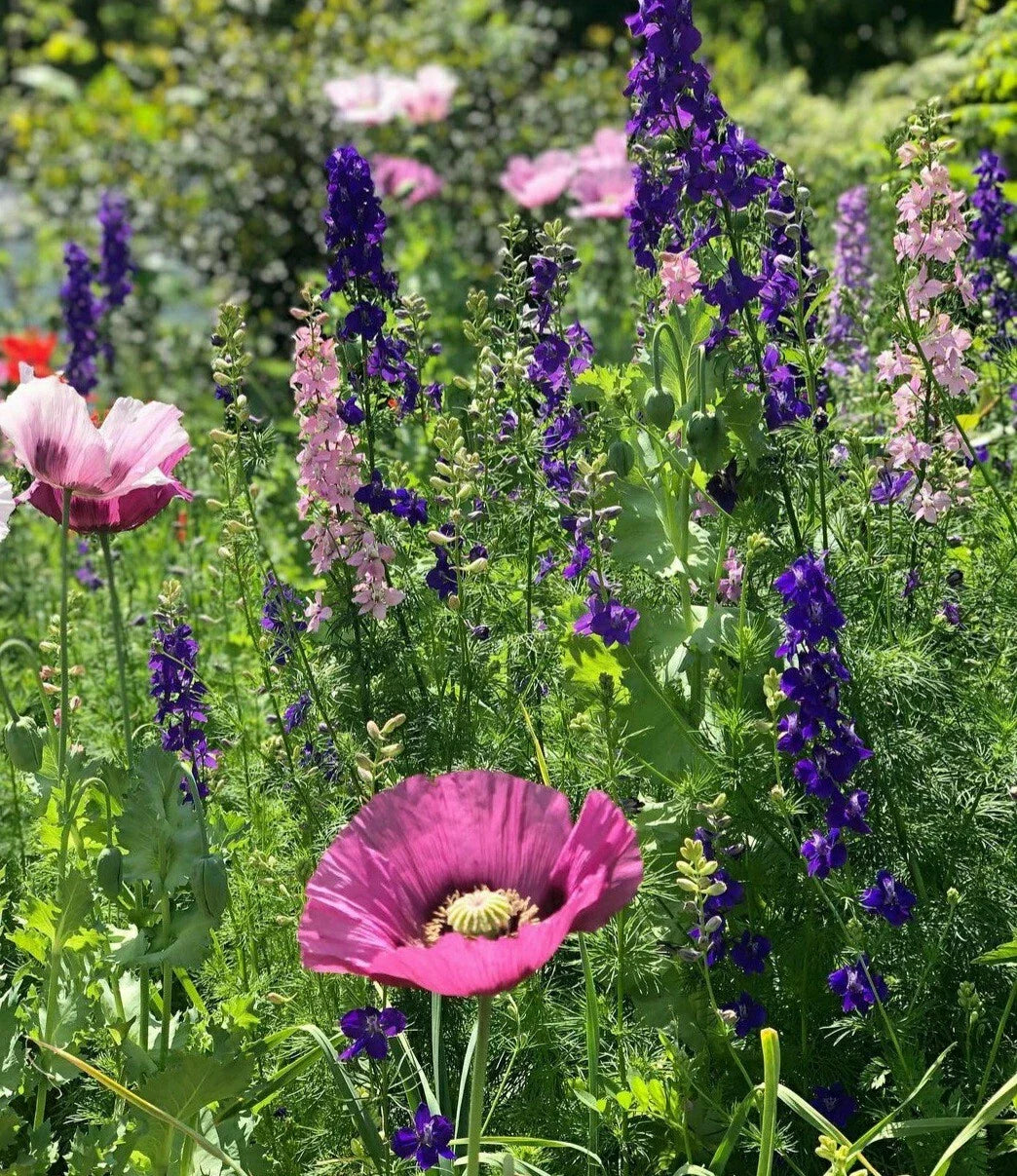 Wildflower Seeds Mix – Poppies & Larkspur – 150 Seeds – Papaver & Delphinium for Pollinator Gardens