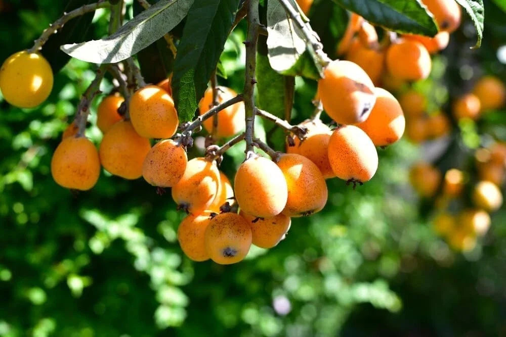 Loquat Shrub Seeds - Eriobotrya Japonica for Planting, Fruit-Bearing, Tropical Garden, Edible Landscape, 5 Seeds