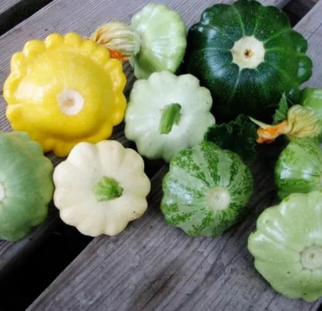 Scalloped Summer Squash Seeds - Mixed Color, Cucurbita pepo, Heirloom Vegetable Garden Seeds, Bush Growth, 10 Seeds
