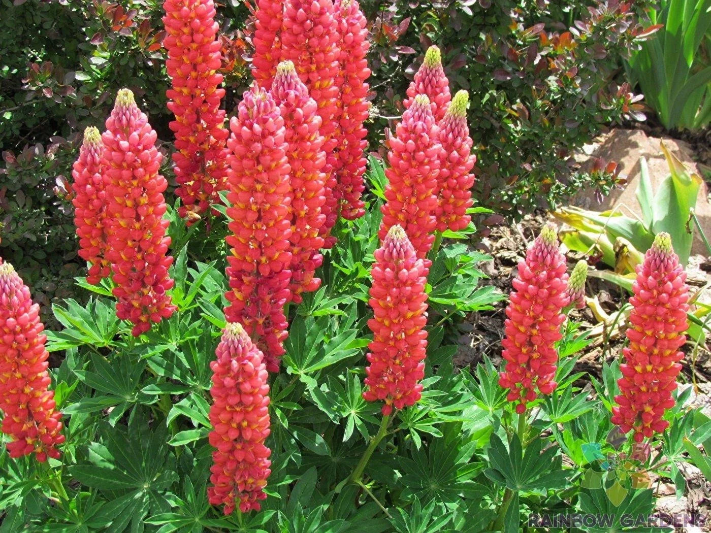 Red Arrow Lupine Seeds - 25+ Pack for Garden Planting - Lupinus polyphyllus - Perennial, Red Flowers, Easy to Grow