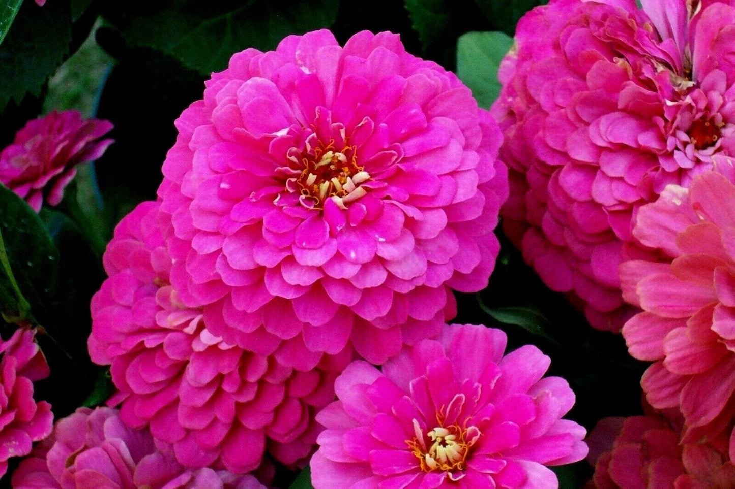 Zinnia Seeds Bulk Pack - Rose Flowering Annual for Cutting Gardens - Zinnia elegans, Easy to Grow, Vibrant Blooms