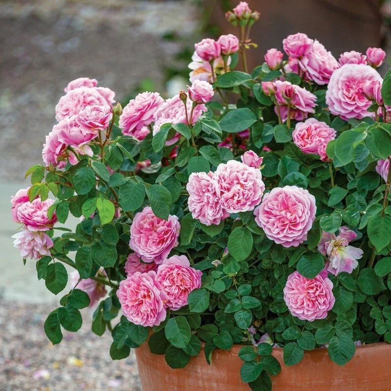 Climbing Pink Garden Rose Cuttings - Rosa spp. - Ready to Root