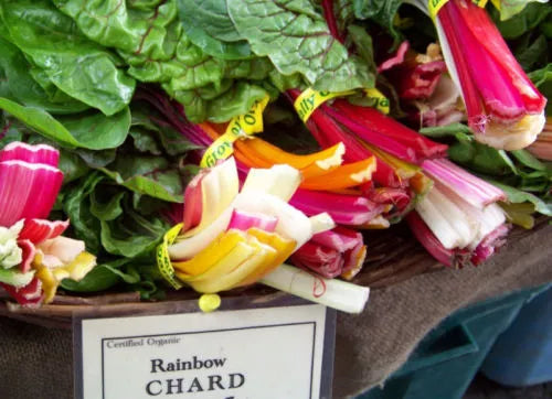 Rainbow Swiss Chard Seeds - Colorful Variety, Beta vulgaris subsp. vulgaris, 80 Seeds, Vegetable, Non-GMO, Open-Pollinated