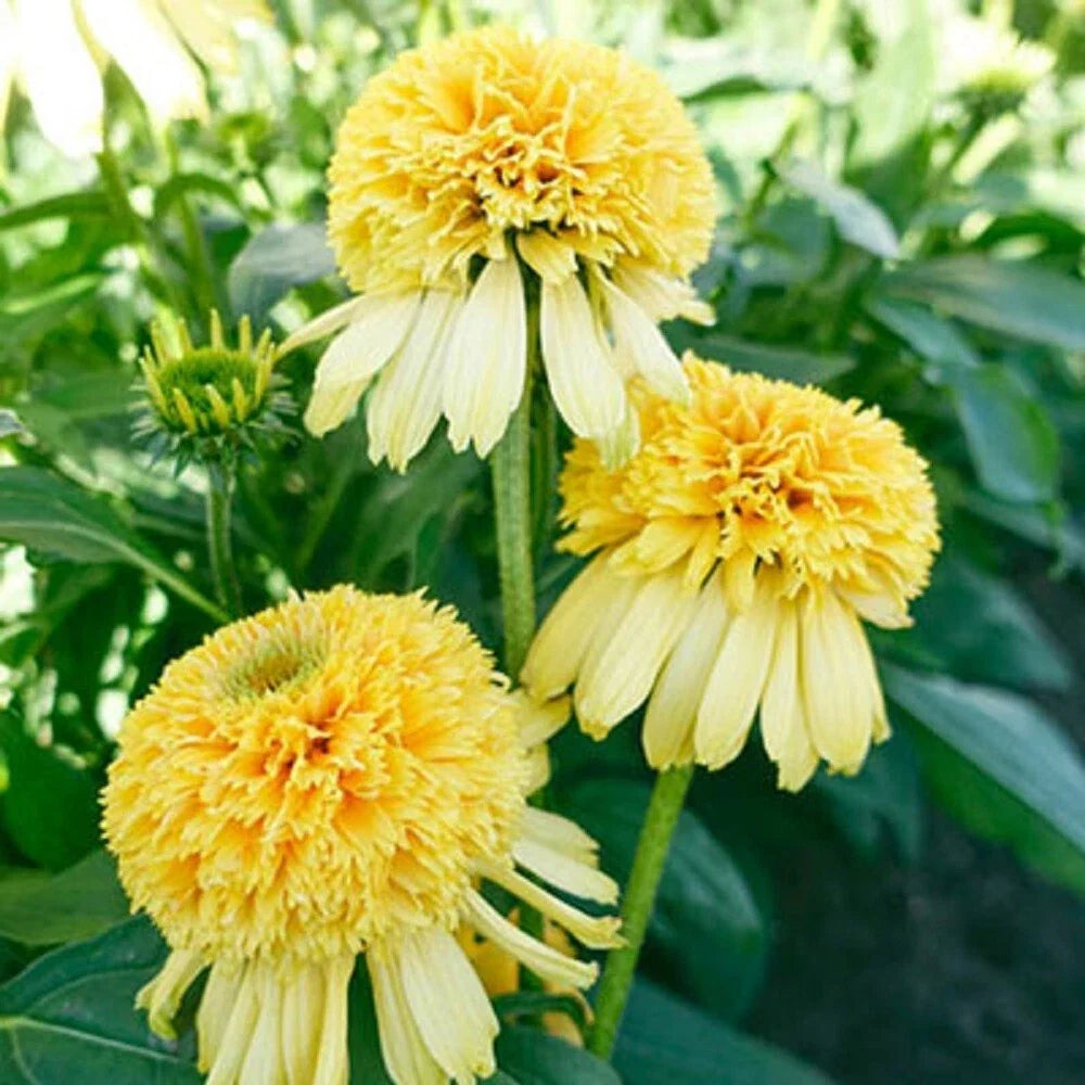 Lemon Drop Coneflower Seeds - Echinacea purpurea Perennial Flower Seeds - Vibrant Yellow Blooms - Non-GMO USA 50 Seeds