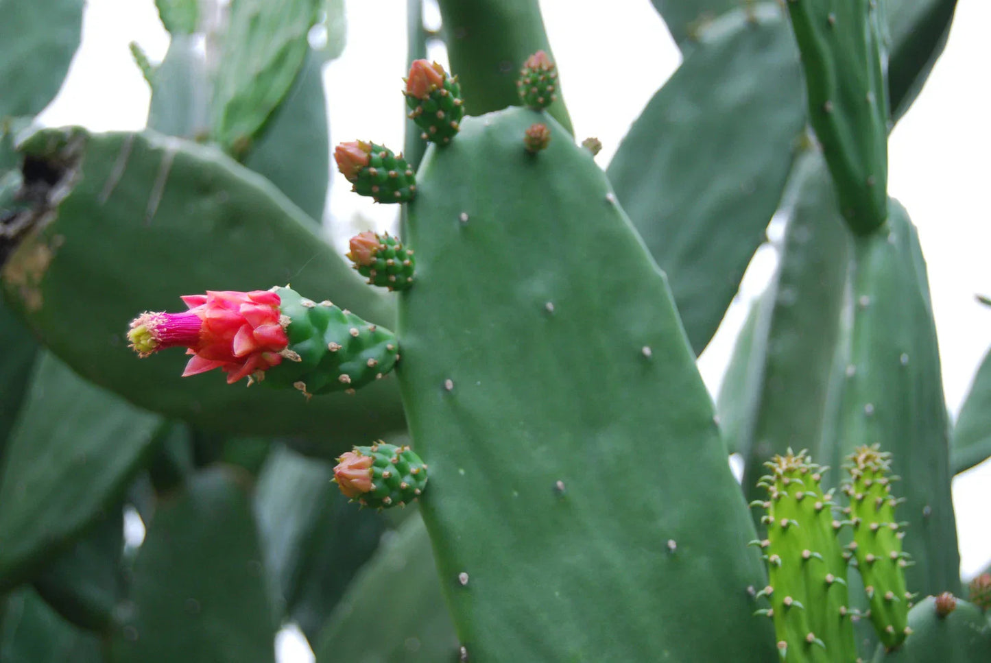 Fresh Bulk Spineless Thornless Prickly Pear Cactus Edible Pads - Opuntia Ficus-Indica