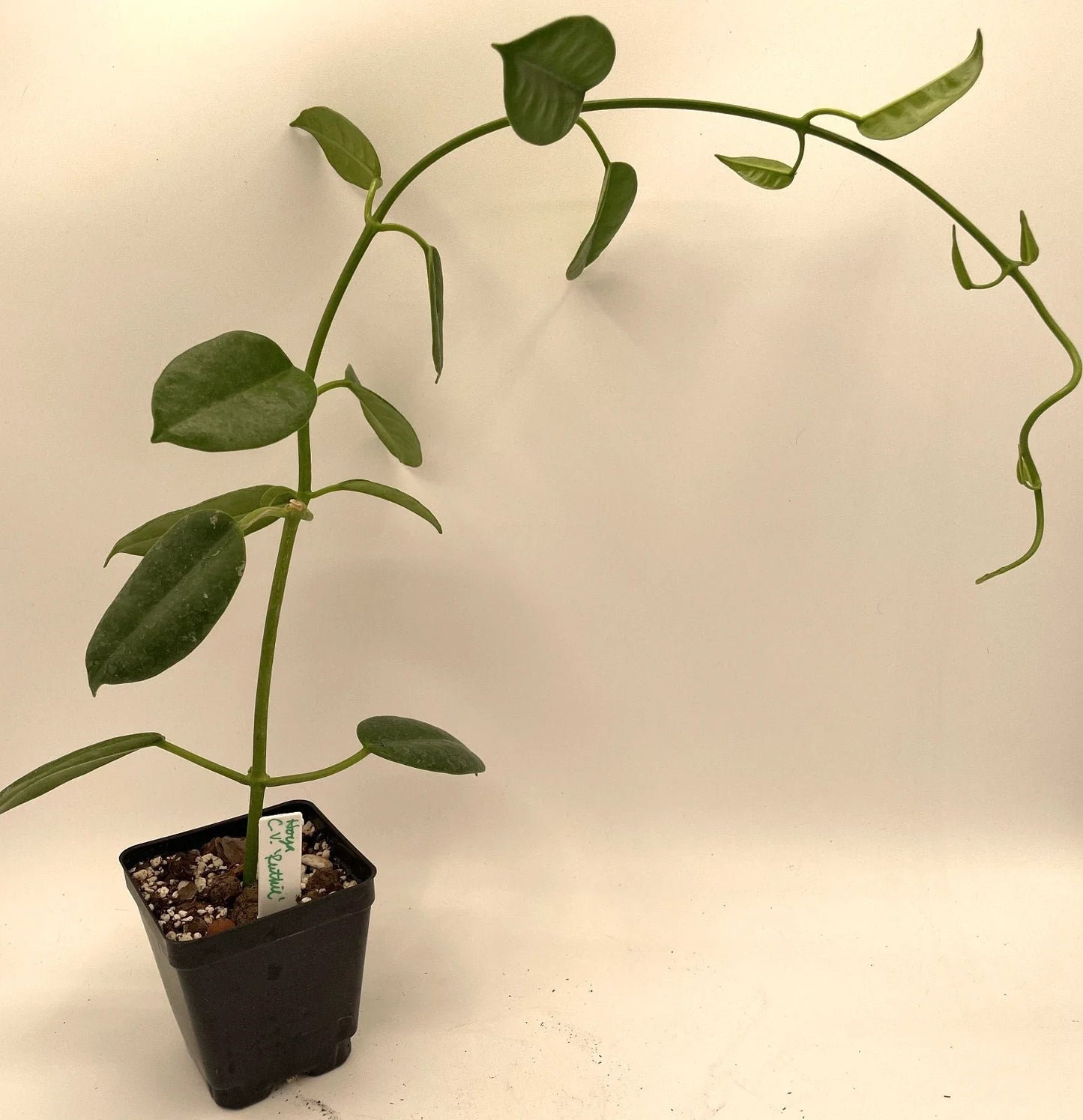Hoya Ruthie Plant in 3.5" Pot – Fully Rooted Indoor Houseplant, Climbing Vine, Air Purifying, Green Waxy Leaves