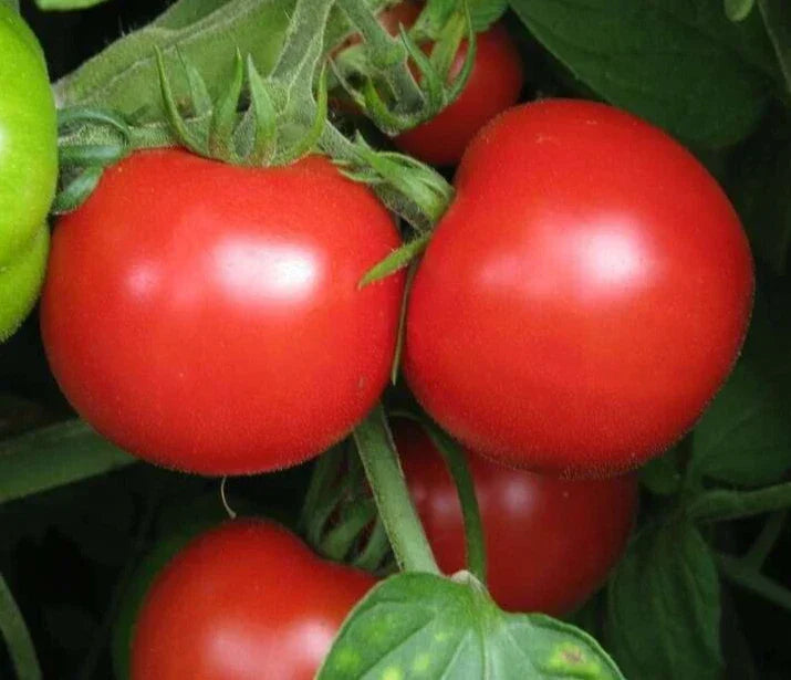 Sub Arctic Plenty Tomato Seeds - 50+ Heirloom Determinate Vegetable Garden