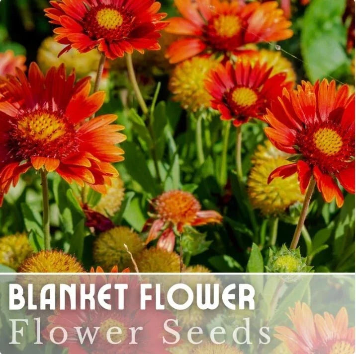 Blanket Flower Seeds - 200 Pack Gaillardia aristata Annual - Vibrant Ruby Red Shades for Garden, Borders, Containers