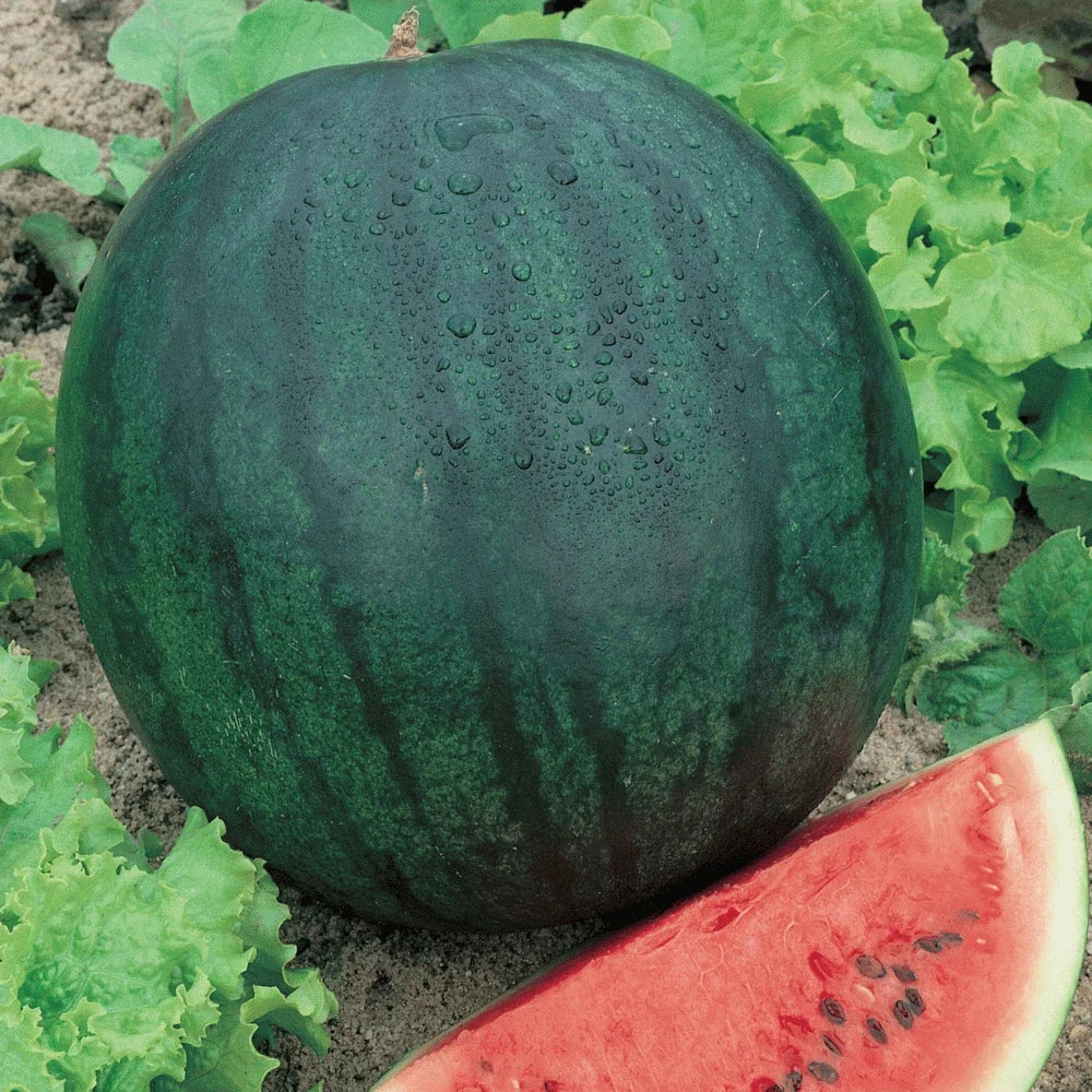 Sugar Baby Watermelon Seeds - 5 Pack Citrullus lanatus Compact Bush-Type Fruit for Home Gardens & Containers