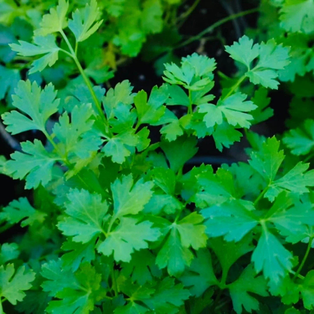 Plain Parsley Seeds - 500+ Petroselinum crispum Non-GMO Culinary Herb for Gardening