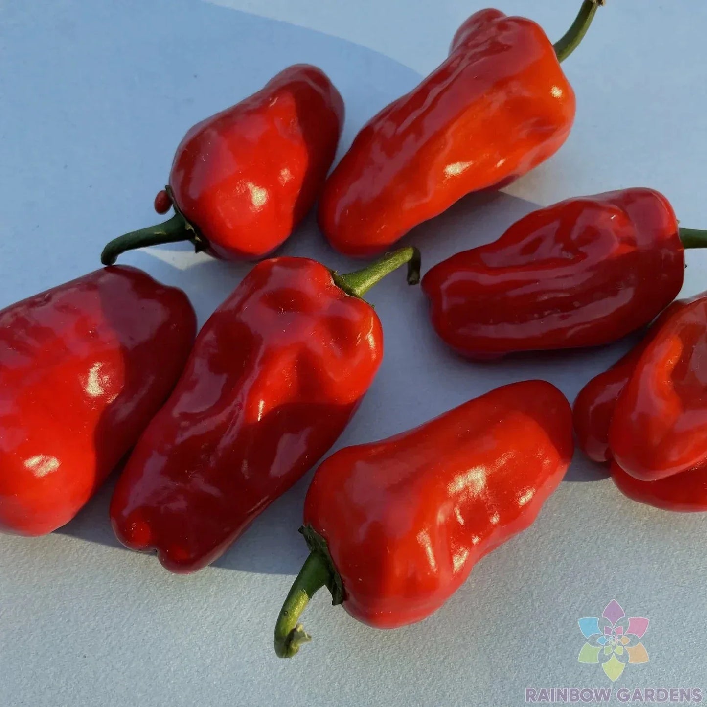 Hinkelhatz Hot Pepper Seeds - Pack of 25+ Capsicum annuum, Spicy Fruit, Garden or Container Planting, Non-GMO, USA Grown