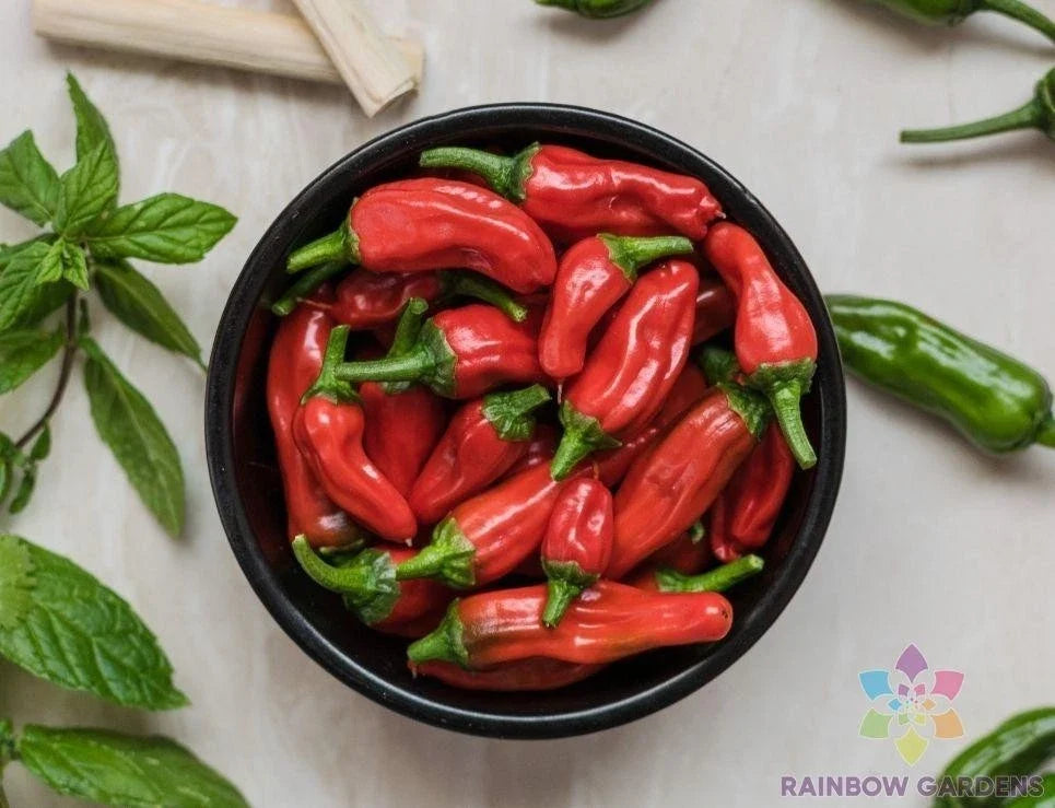 Tabiche Hot Pepper Seeds - 25+ Capsicum annuum for Garden Planting, Spicy Peppers, Full Sun, USA