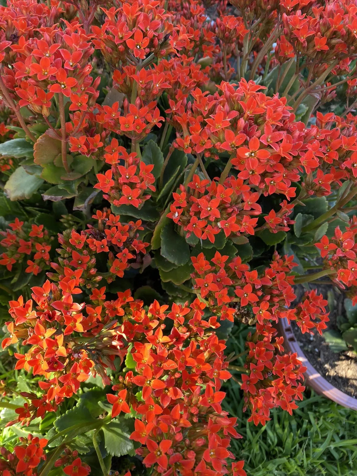 Organic Kalanchoe Blossfeldiana Cuttings - 3 Orange Succulent Plants for Propagation