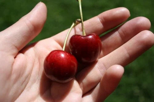 Stella Cherry Seeds - 10+ Pack for Home Garden, Prunus avium, Fruit Tree, Juicy Cherries, Fast USA Shipping
