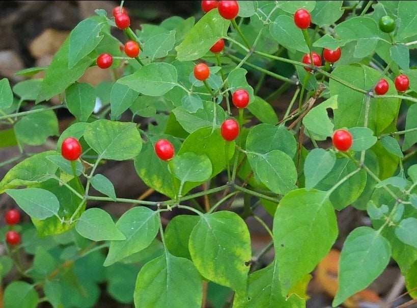 Tepin Pepper Seeds - 30+ Capsicum annuum var. glabriusculum - Pequin, Birds Eye Spice Seeds for Salsas & Hot Sauces
