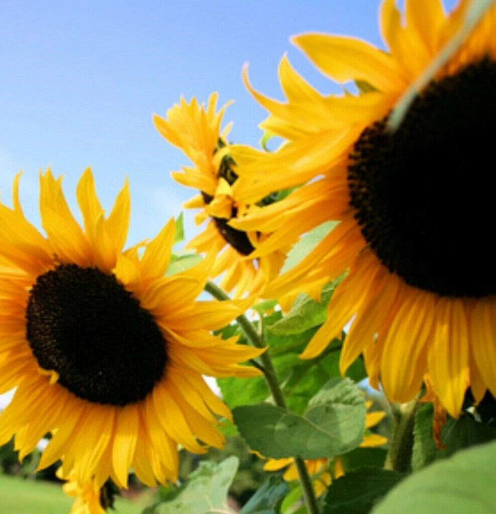 Sunflower Seeds Pack - Black Oil Mammoth Variety - Helianthus annuus - Large Blooms & Tall Growth