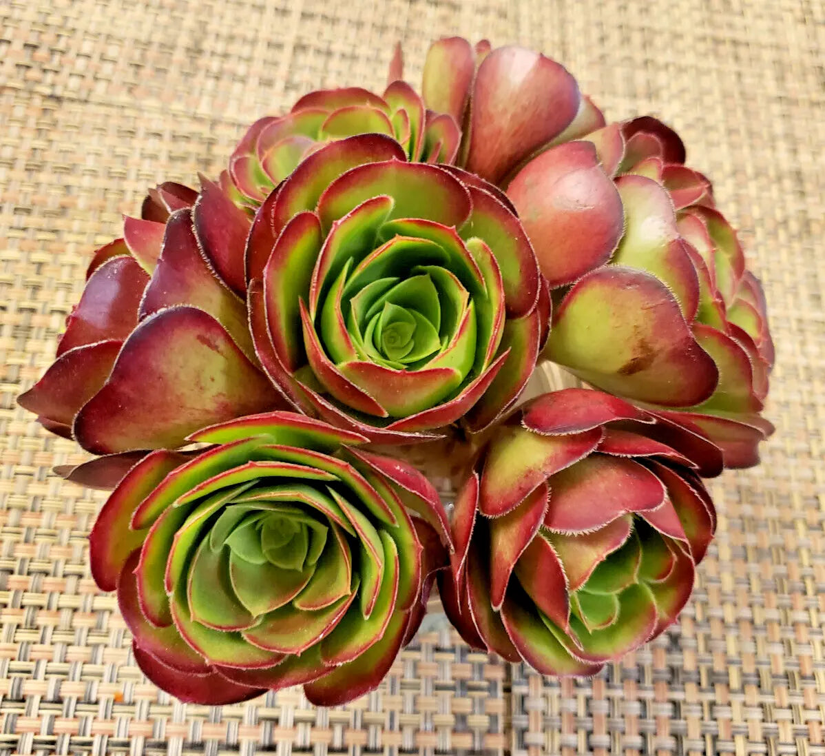 Medium Aeonium 'Velour' Cutting - 4" Succulent Plant with Green and Burgundy Foliage
