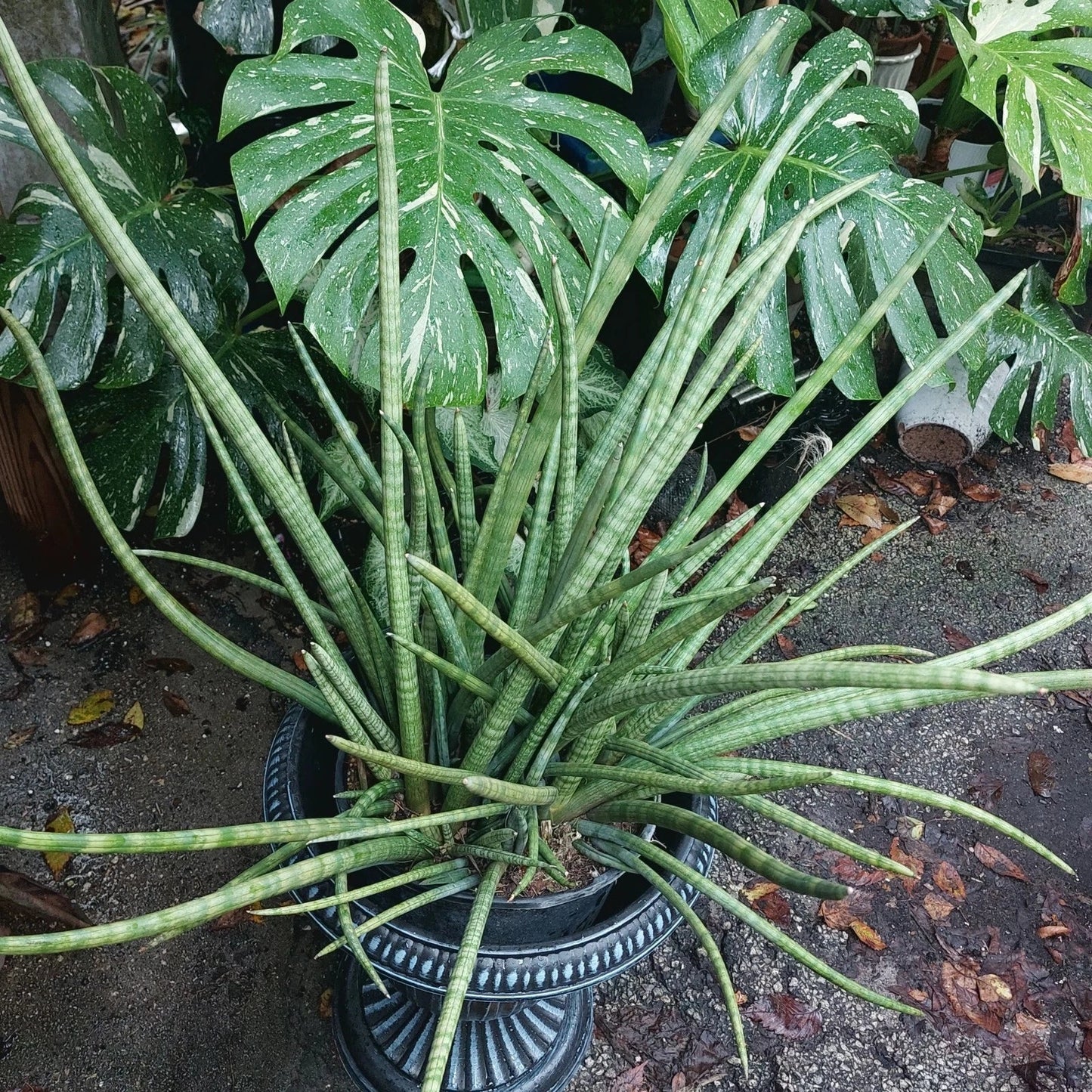 Snake Plant Cylindrica - Rooted Live Starter Plant in 6-Inch Pot - Sansevieria cylindrica - Indoor Houseplant - Air-Purifying, Low Maintenance