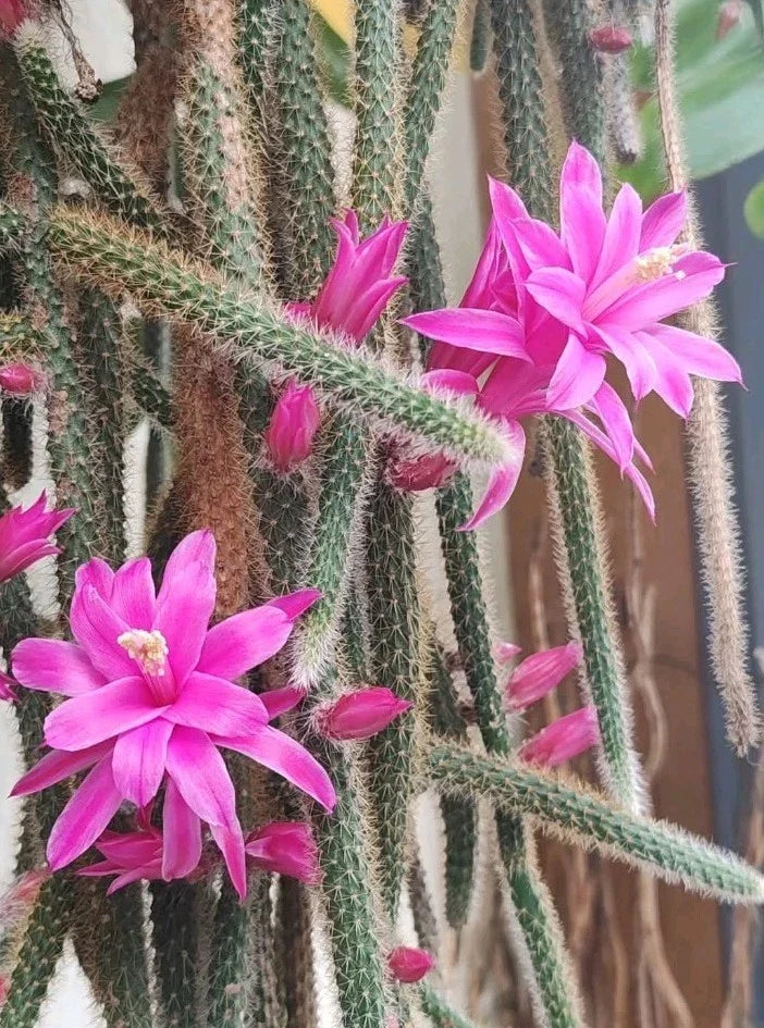 Rat Tail Cactus Cuttings - 3 Fresh Aporocactus Flagelliform Succulent with Pink Flowers