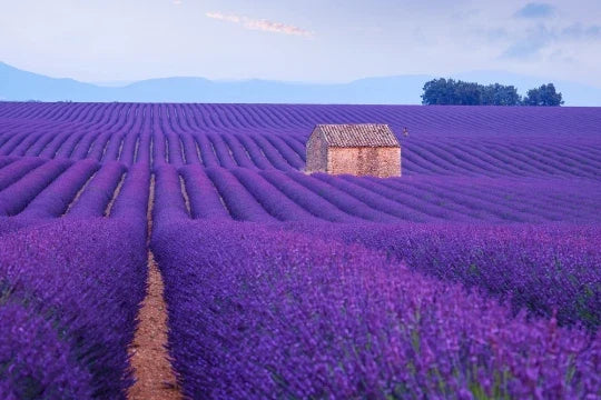 English Lavender Seeds - 150 Pack, Purple Flowers, Herb, Lavandula angustifolia, Pollinator Attractant