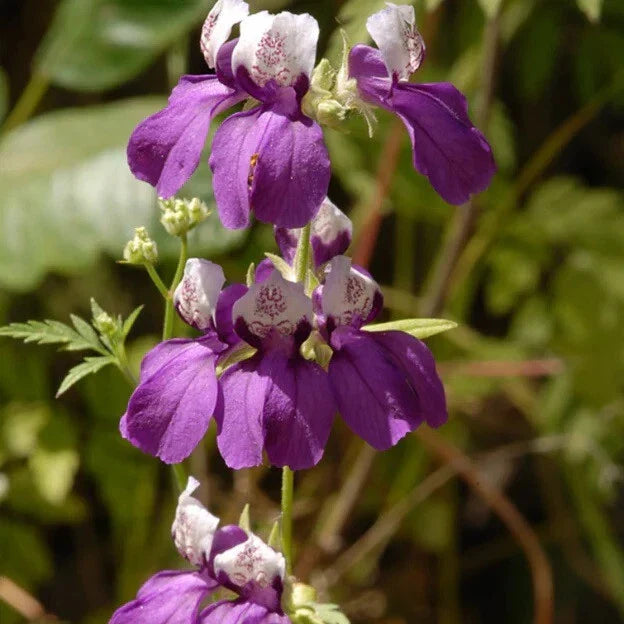 Collinsia heterophylla Flower Seeds - Chinese Houses, Unique Perennial Garden Blooms
