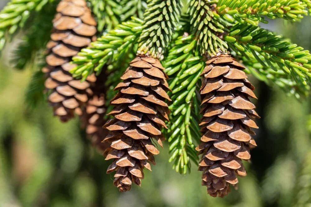 Oriental Spruce Tree Seeds - Picea orientalis - Evergreen Conifer Seeds for Landscaping & Reforestation