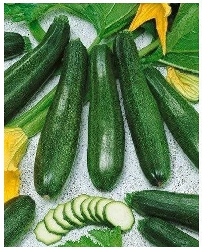 Black Beauty Zucchini Seeds – Heirloom Prolific Spineless Green Summer Squash – Cucurbita pepo, 20 Seeds
