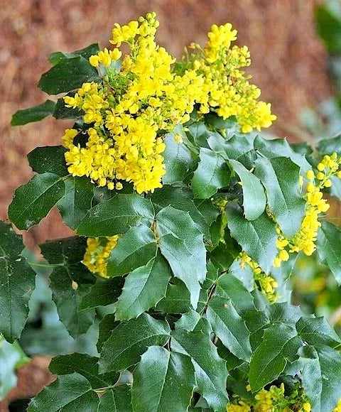 Oregon Grape Holly Seeds - Mahonia aquifolium, Native Wildflower, 51 Pack, Bushy Shrub, Drought Tolerant, Wildlife Friendly
