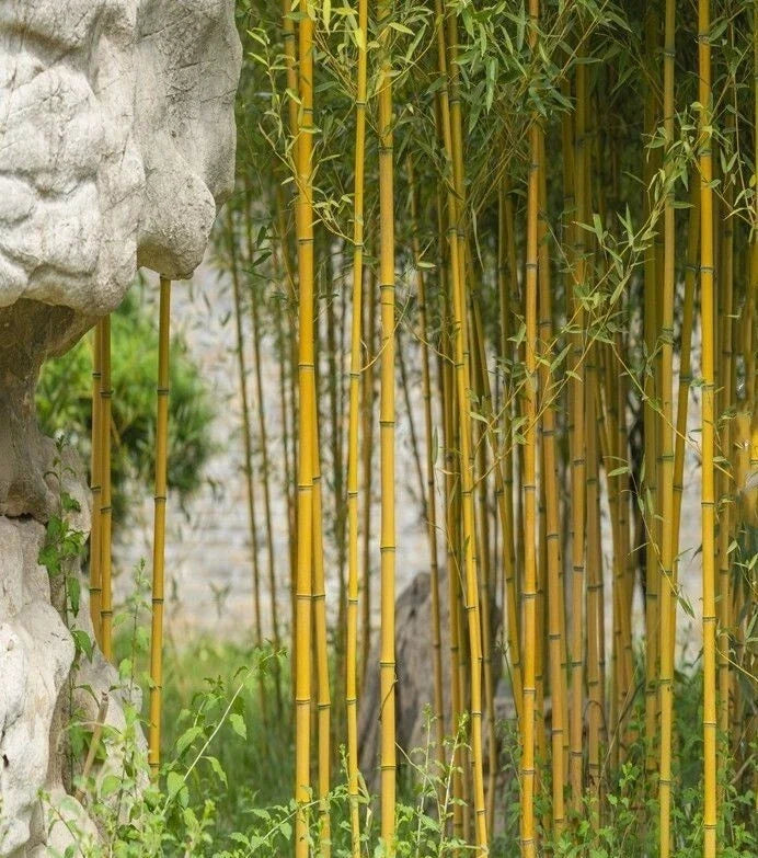 Golden Bamboo Seeds - 50+ Count, Yellow Crookstem Bambusa vulgaris, Cold Hardy, Indoor & Outdoor Landscaping