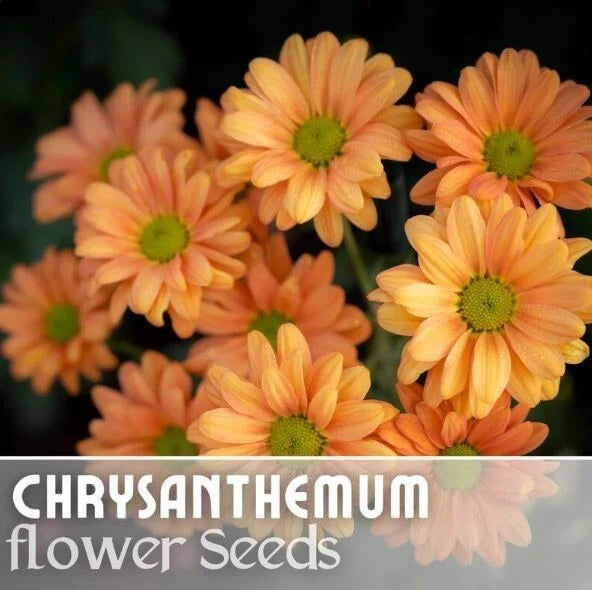 Guava Frost Mum Seeds - Over 200 Chrysanthemum morifolium Annual Flower Seeds for Garden Borders & Containers