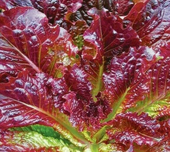 Red Romaine Lettuce Seeds - 1000+ Seeds for Crisp Leafy Greens | Lactuca sativa
