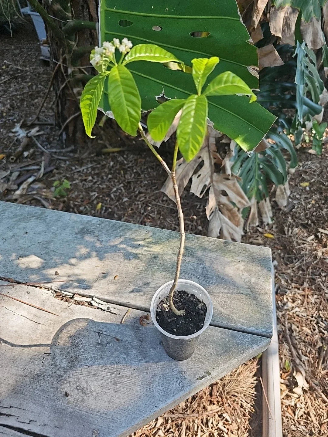 Wild Coffee Plant Psychotria nervosa - Easy to Grow Tropical Houseplant