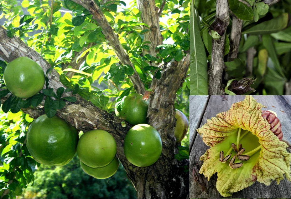 Winged Calabash Seeds - 10+ Crescentia alata Seeds for Garden