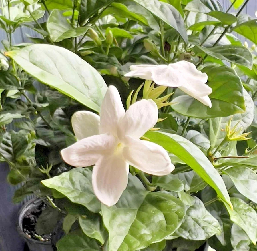 Arabian Jasmine Live Plant in 6-Inch Pot, Fragrant Jasminum sambac, White Flowers, Indoor Outdoor, Low Maintenance