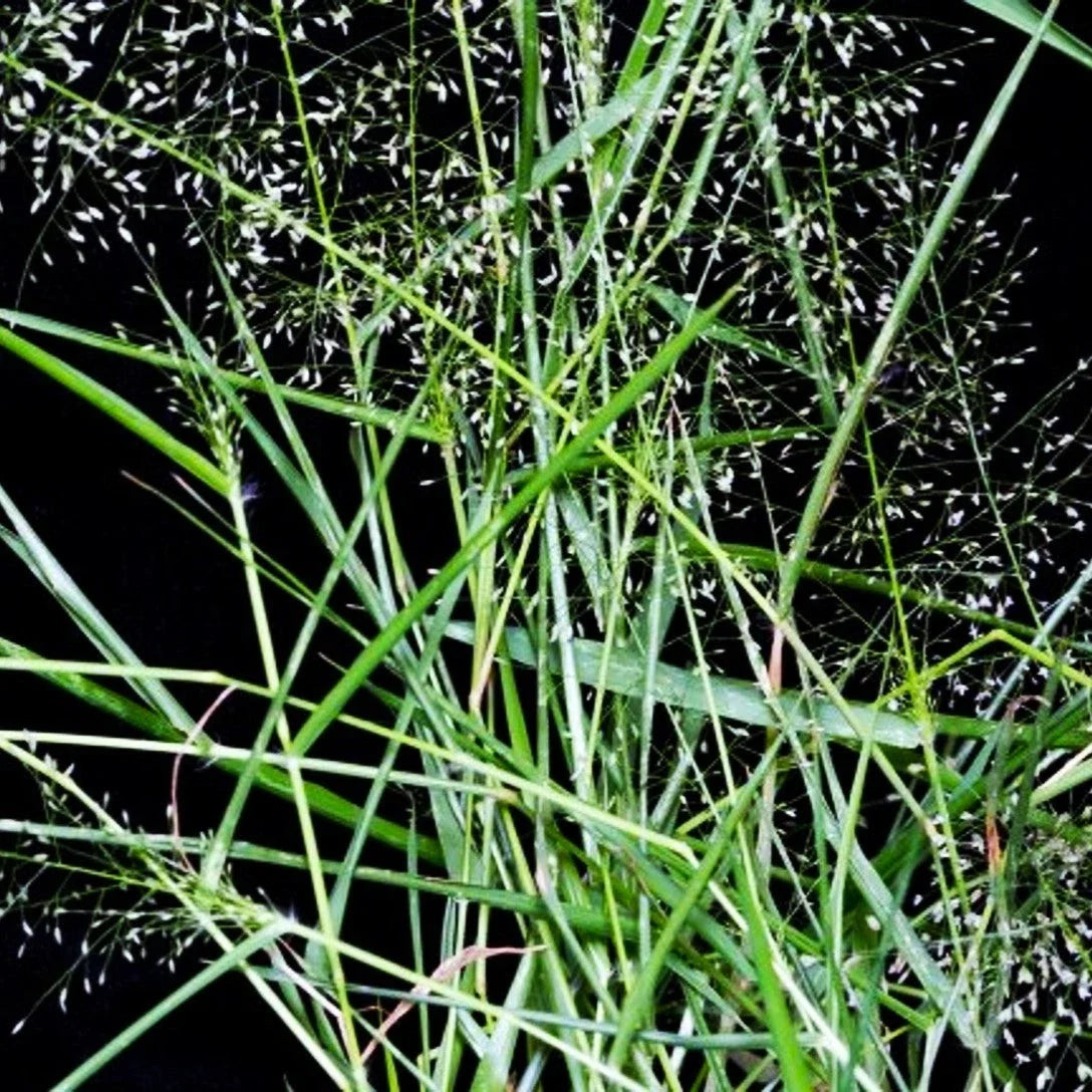 Feather Lovegrass Seeds - Premium Eragrostis spectabilis for 2025 Planting, Ornamental Grass, Drought-Resistant, Perennial, Seed Packet