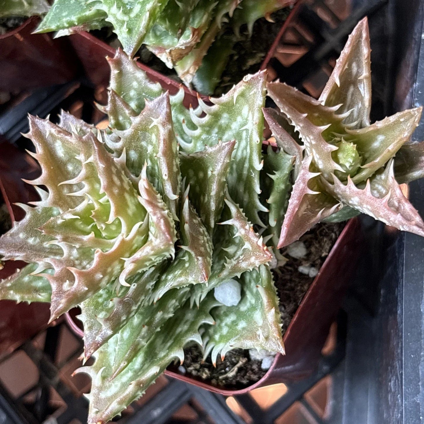 Aloe Plant 2" Pot Crosby's Prolific Hybrid Succulent Aloe cv. 'Crosby's Prolific' Rare