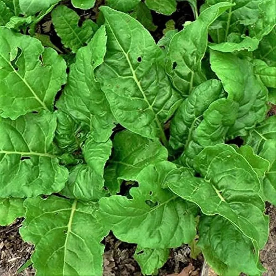 Perpetual Spinach Swiss Chard Seeds - Non-GMO Beta Vulgaris Cicla - USA Grown