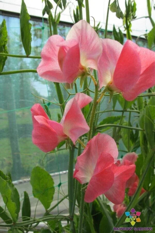 June Sweet Pea Seeds - 50+ Lathyrus odoratus Climbing Vine for Garden, Fragrant Blooms, USA Grown