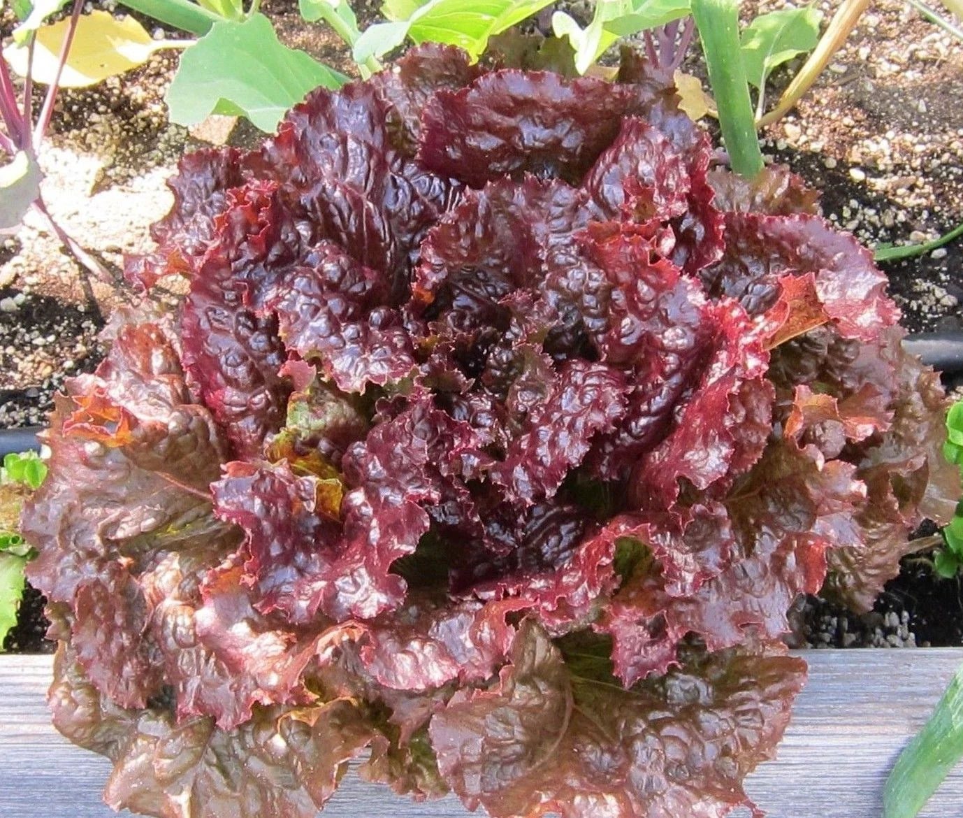 Ruby Leaf Lettuce Seeds - Deep Red Summer Salad Variety, Lactuca sativa, Non-GMO, Full Sun, Easy to Grow